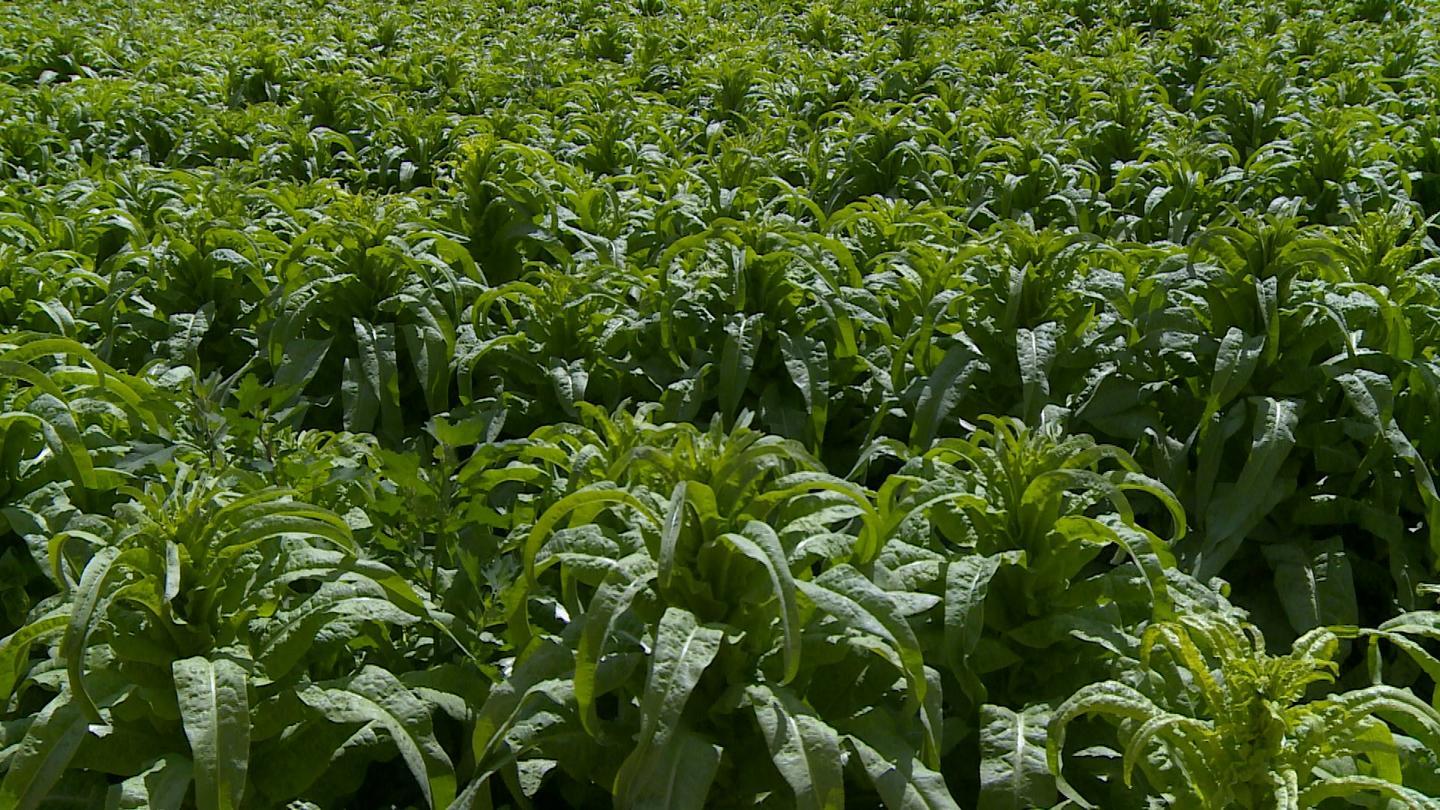 打造精品“菜篮子” 永昌高原夏菜种出“金”产业