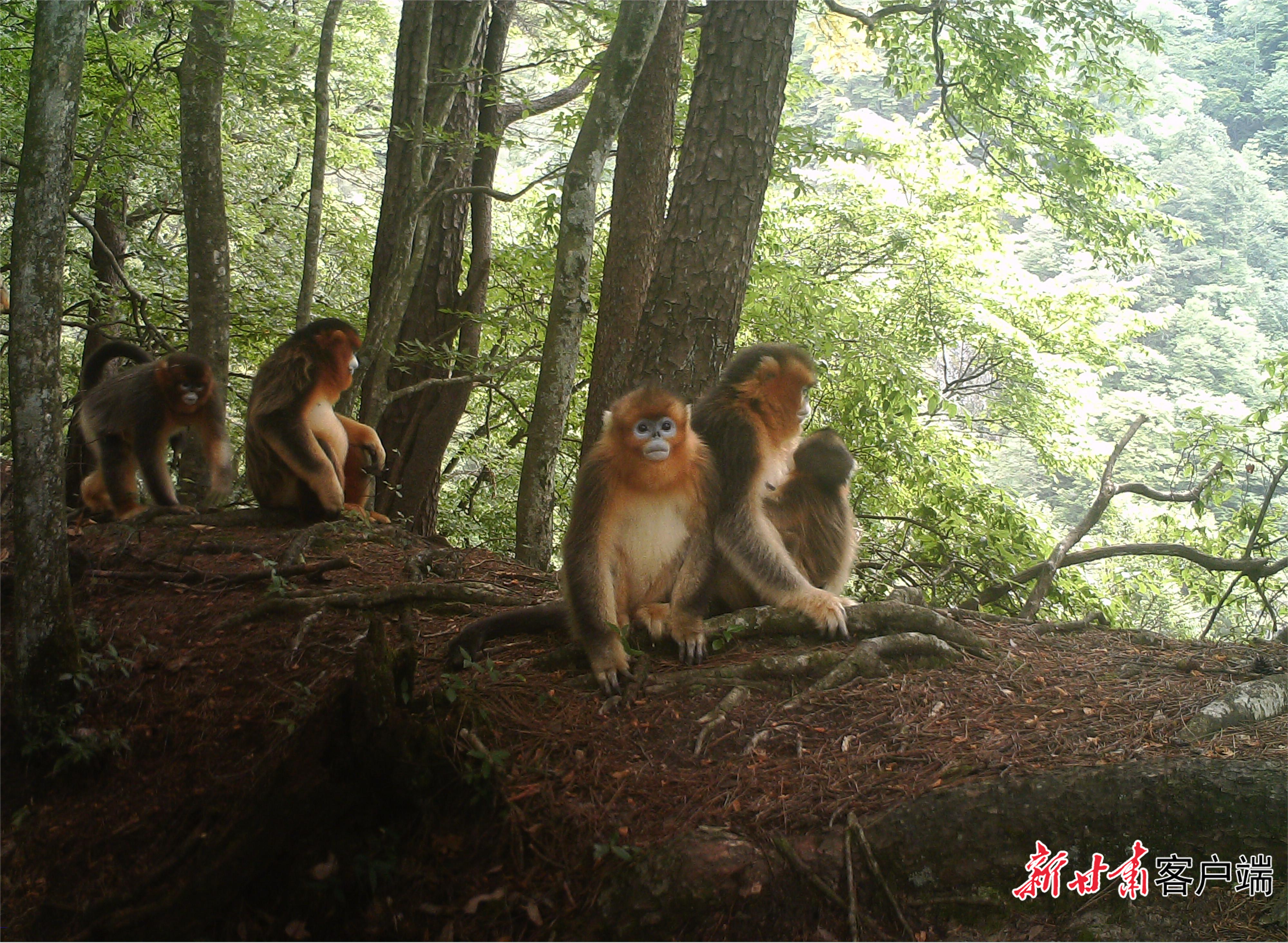 金丝猴 (3)让水河保护站.JPG