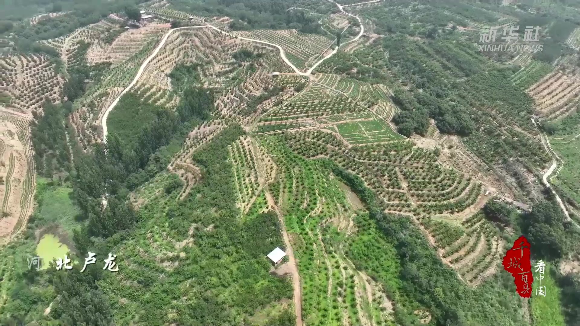 千城百县看中国｜河北卢龙：丰收有“李”幸福满山