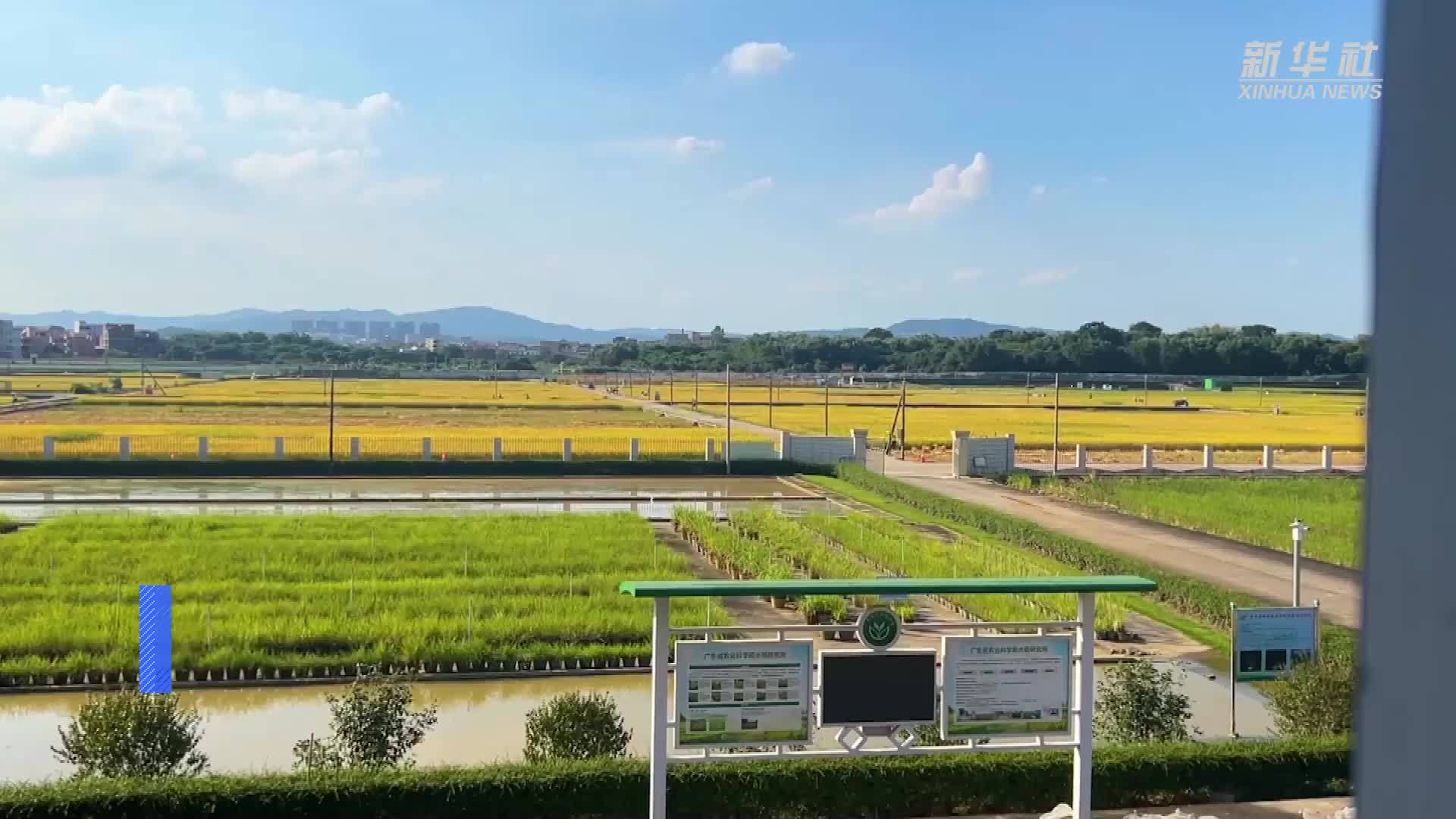 探访水稻基因宝库：野生稻资源圃