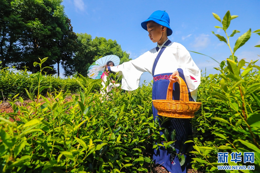 7月23日，河南省信陽(yáng)市光山縣文殊鄉(xiāng)豬山圈生態(tài)旅游景區(qū)茶葉種植基地，小朋友在采茶。