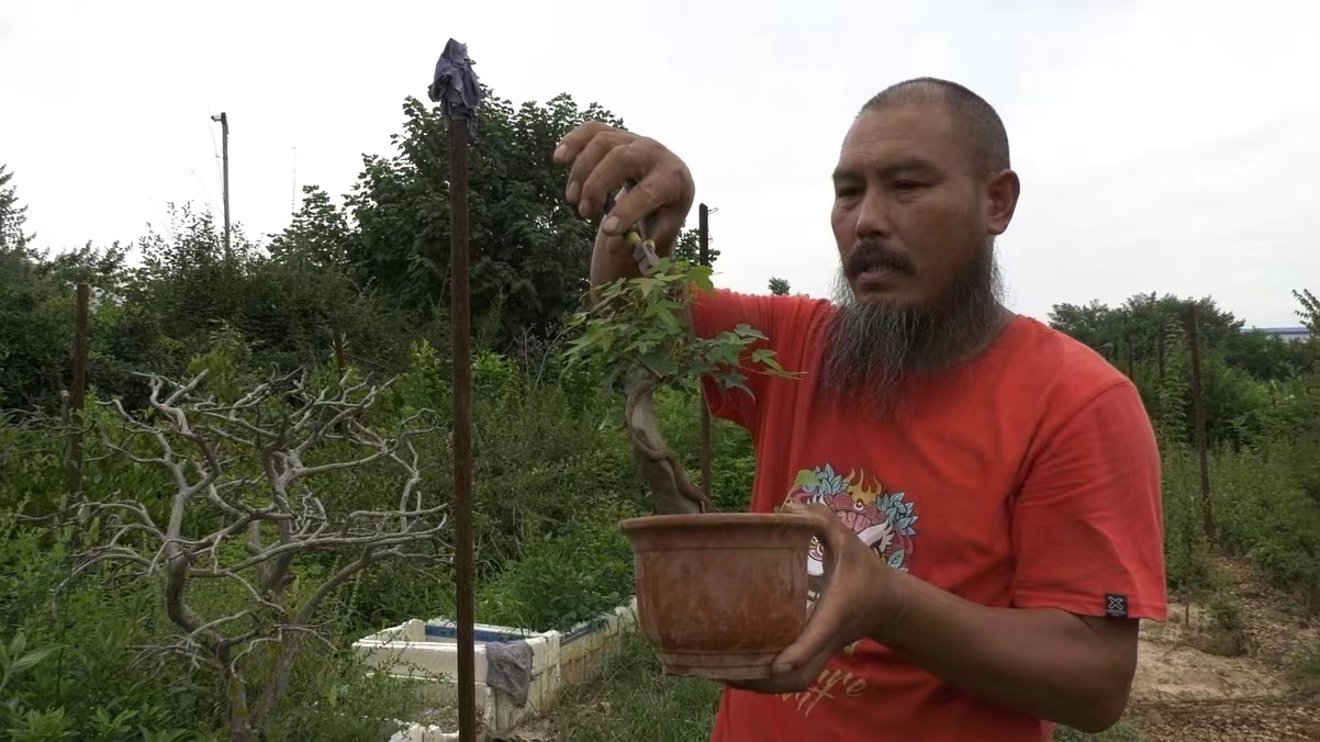 附石盆景的制作方法有哪些