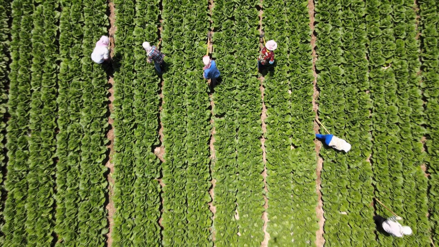 打造精品“菜篮子” 永昌高原夏菜种出“金”产业