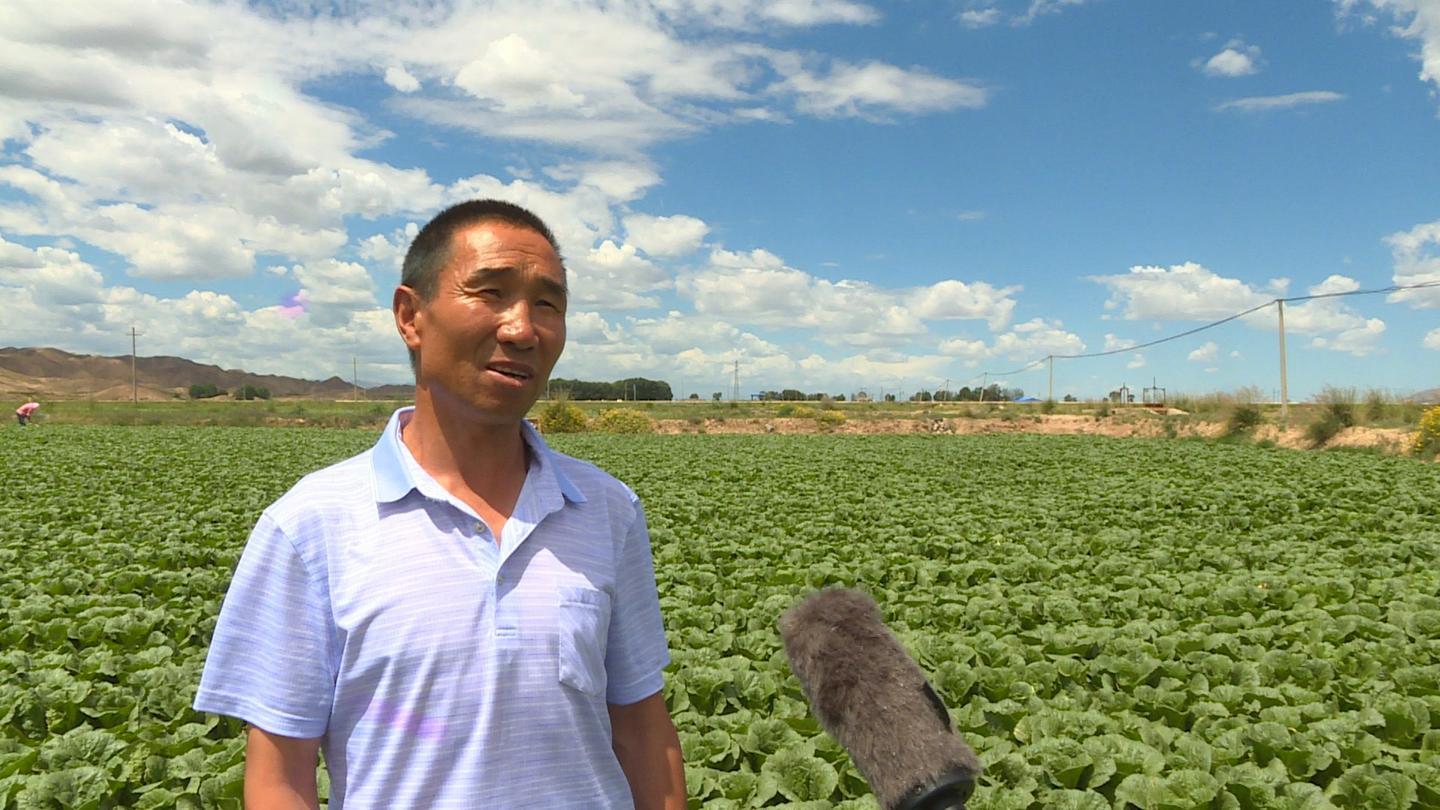 打造精品“菜篮子” 永昌高原夏菜种出“金”产业
