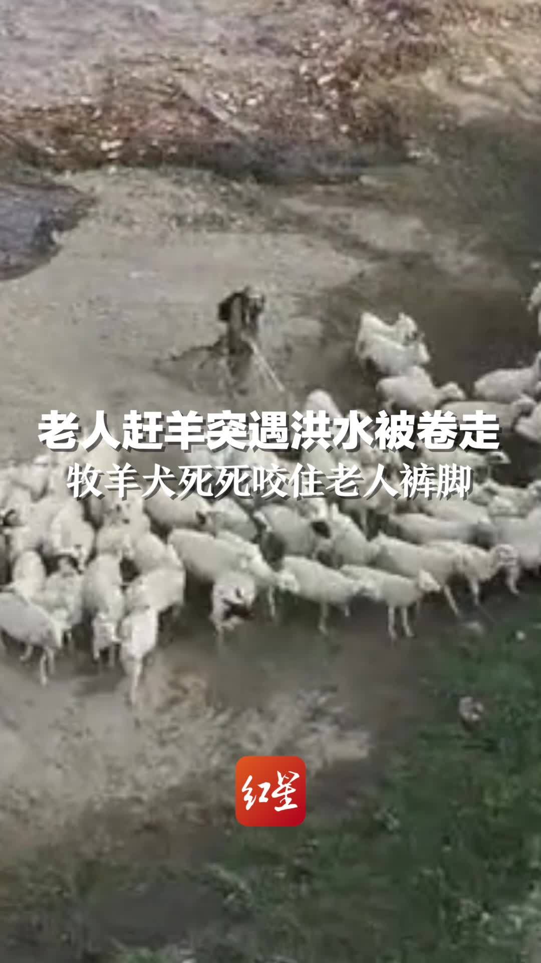 老人赶羊突遇洪水被卷走，牧羊犬死死咬住老人裤脚