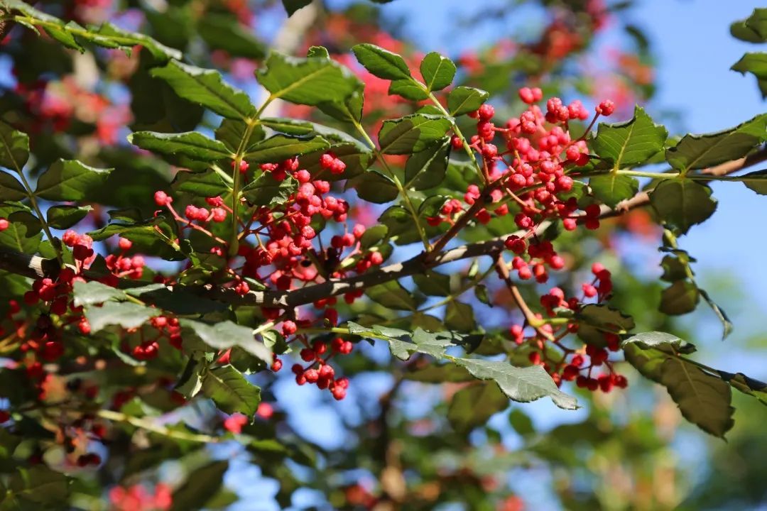 陇南：一座向绿而生的“生态宝库”