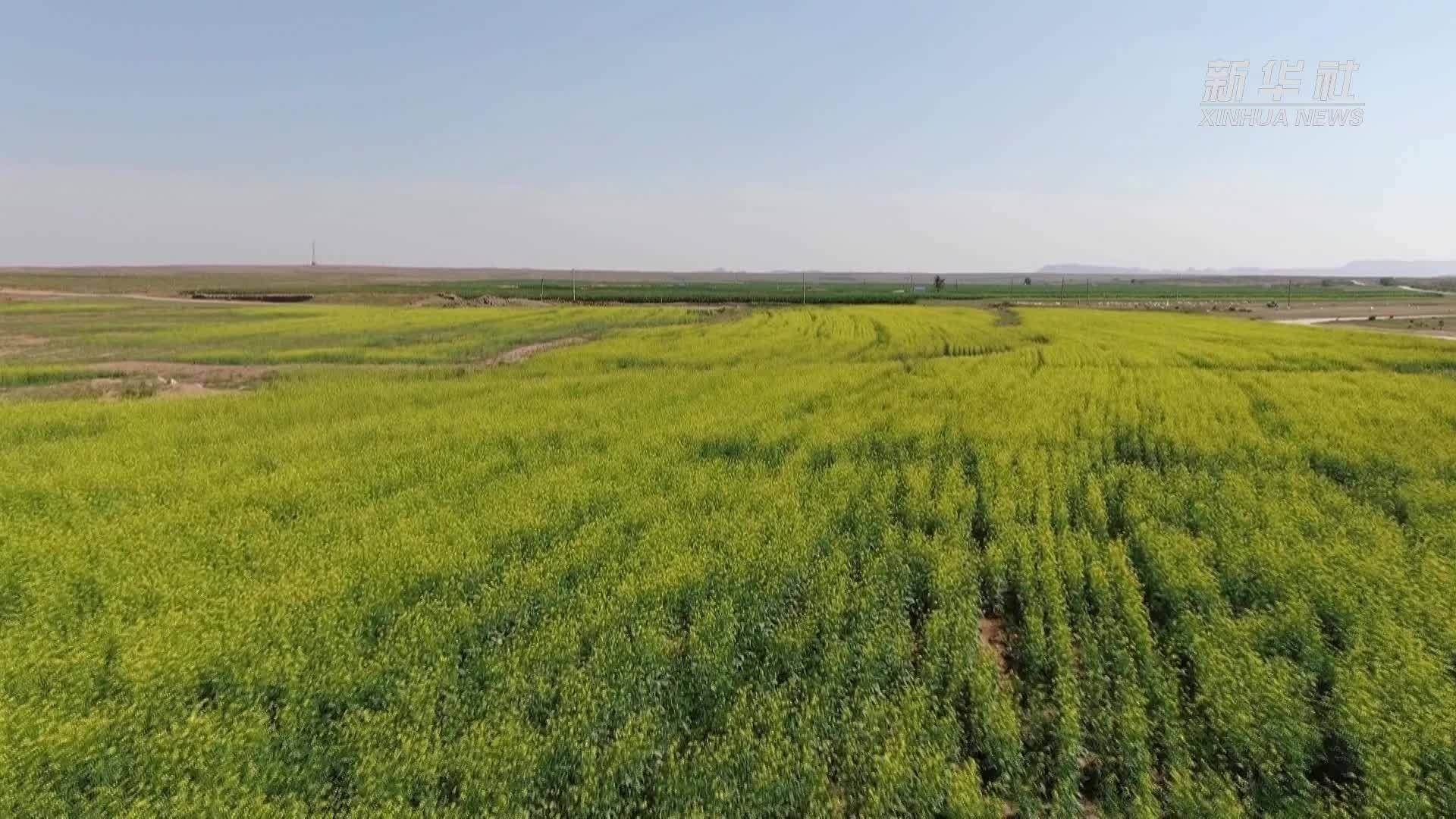 内蒙古乌拉特中旗：3万亩油菜花开醉游人