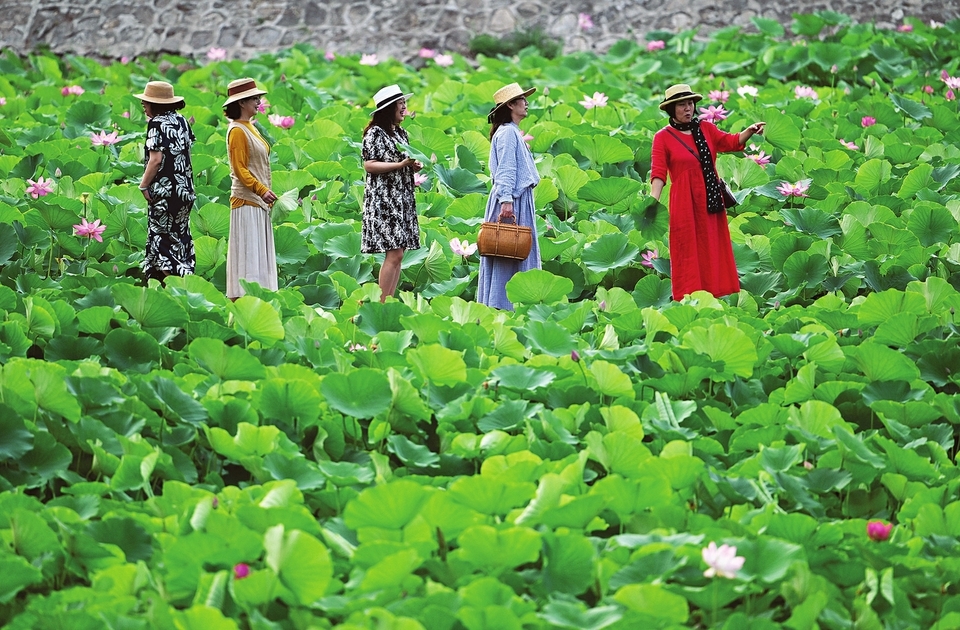 盛夏赏荷