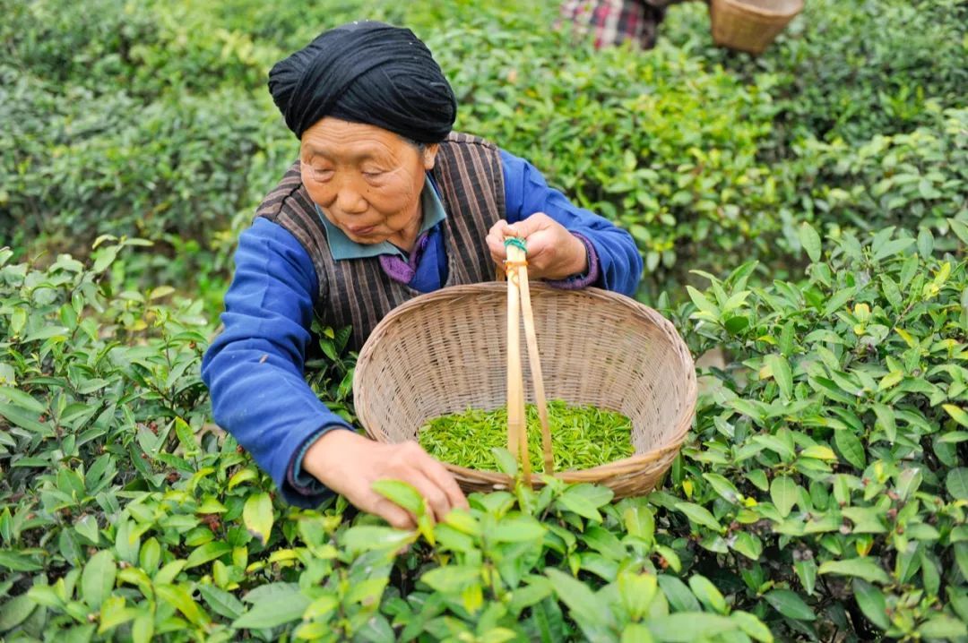▲武都裕河的采茶老人 冉创昌 摄