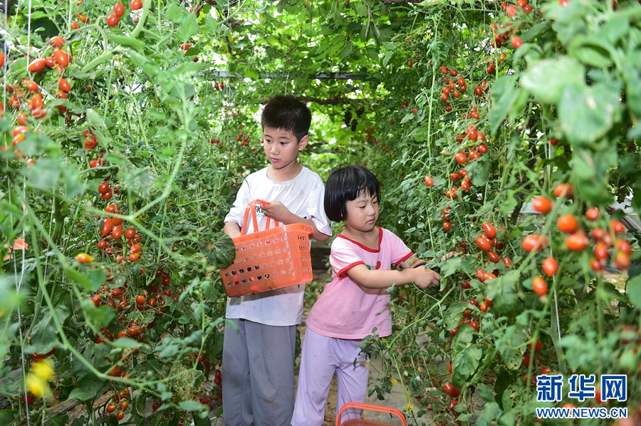 7月22日，河南省洛陽市孟津區(qū)送莊鎮(zhèn)無公害果蔬采摘基地，小朋友在體驗采摘的樂趣。