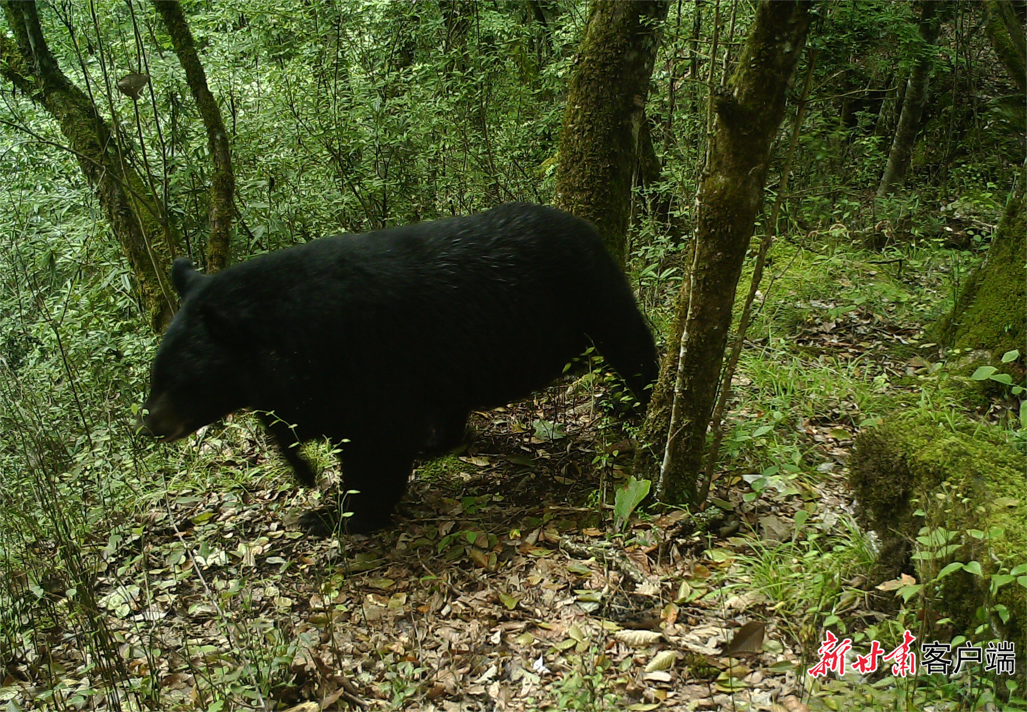 (2022刘家坪三041）黑熊 (3).JPG