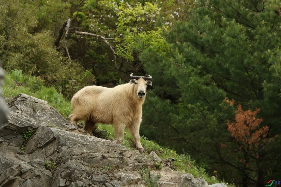陇南：一座向绿而生的“生态宝库”