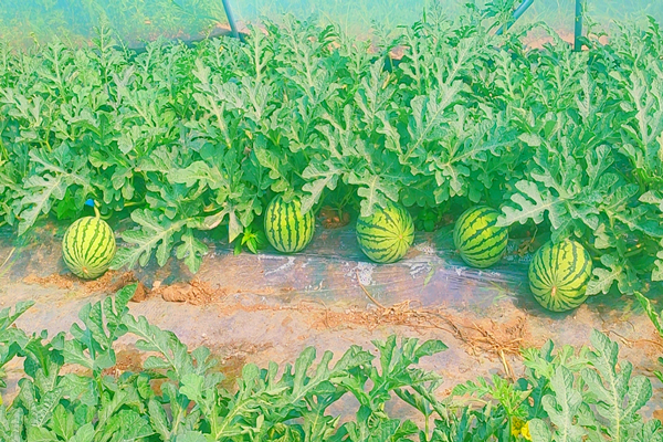 甜蜜升级！华亭“农宝宝”大展“食”力