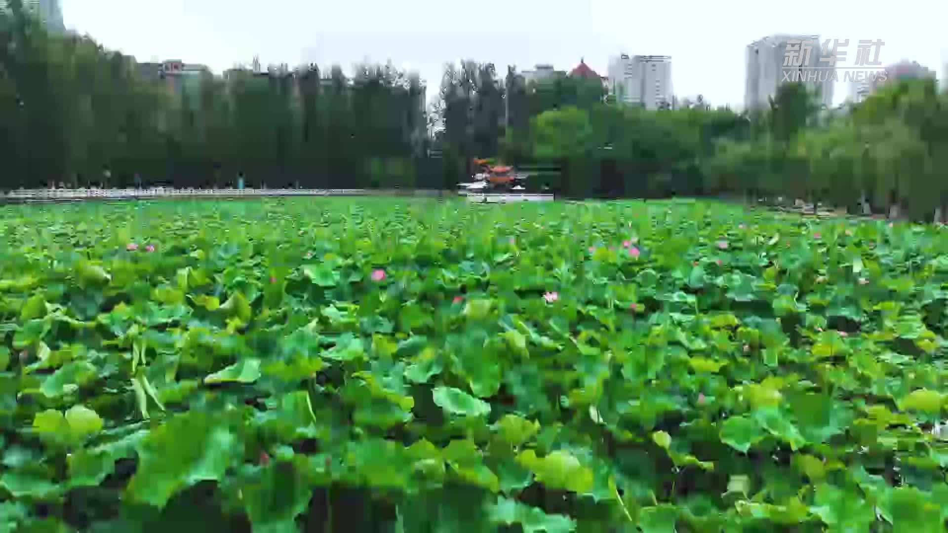 千城胜景｜云南昆明：翠湖赏荷正当时