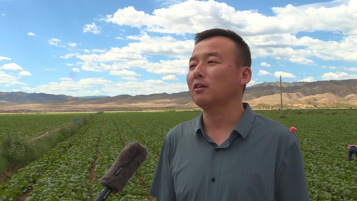 打造精品“菜篮子” 永昌高原夏菜种出“金”产业