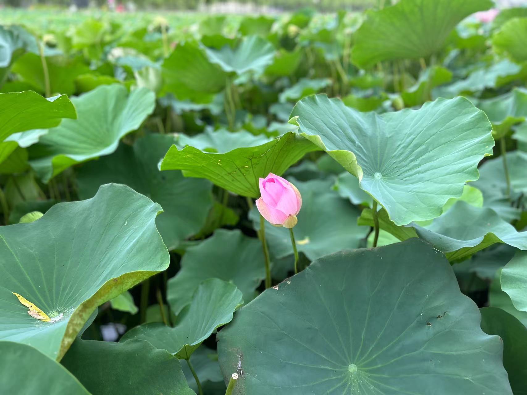 秦皇岛市抚宁区南戴河国际娱乐中心荷花艺术嘉年华活动隆重开幕