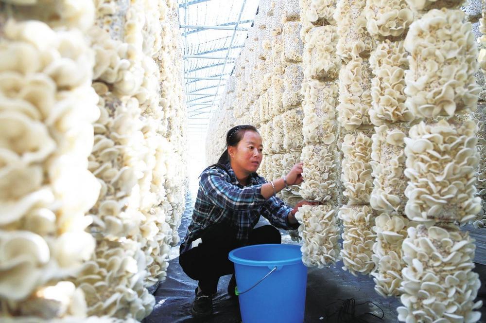 ② 7月20日，在庆阳黑木耳菌种选育基地种植大棚里，工人正在采摘白玉木耳。盘小美 摄