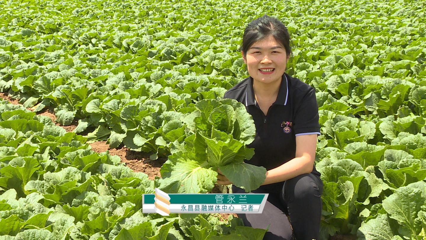 打造精品“菜篮子” 永昌高原夏菜种出“金”产业