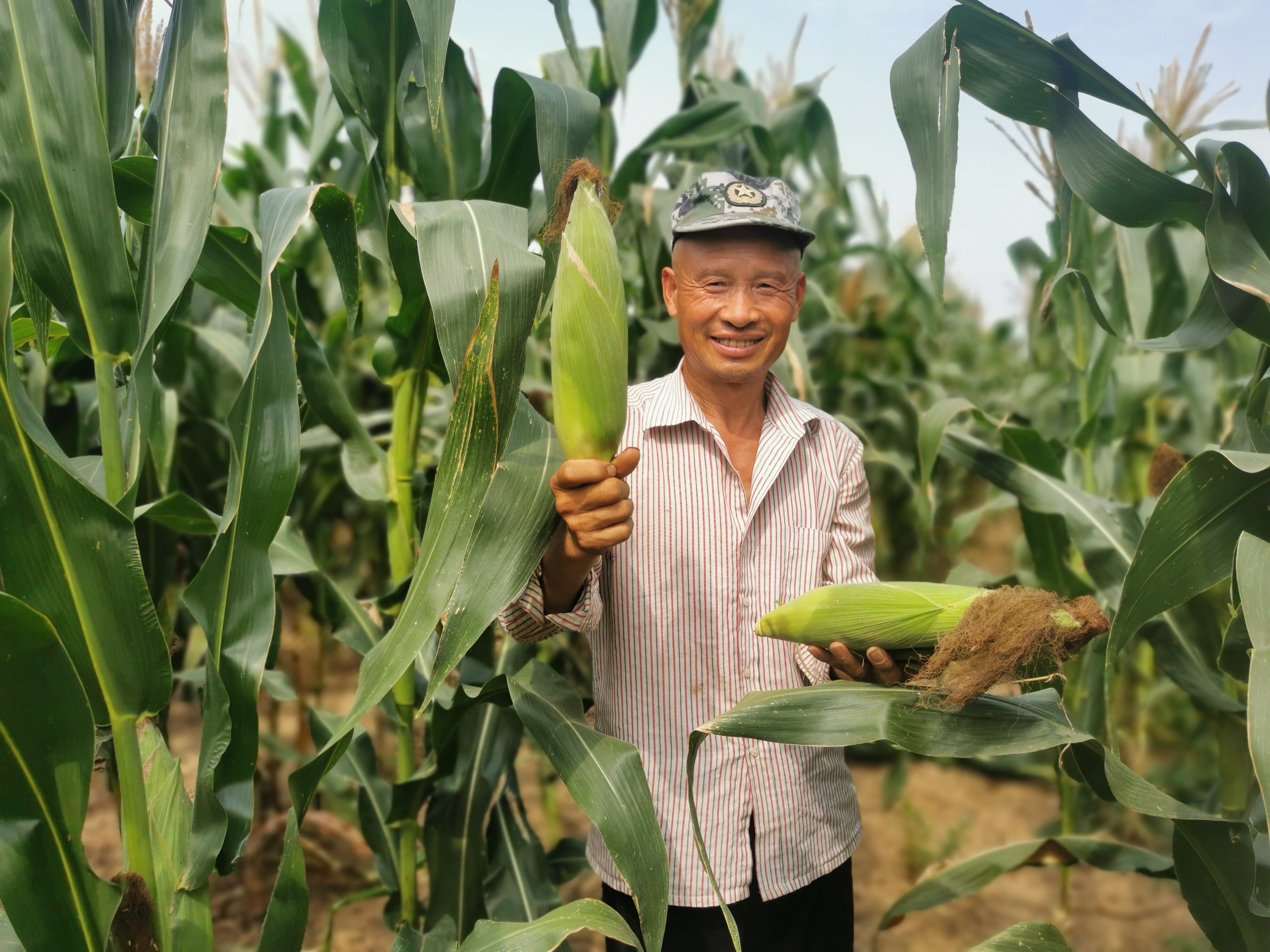 登封颍阳镇：特色种植擦亮产业兴旺之“星”