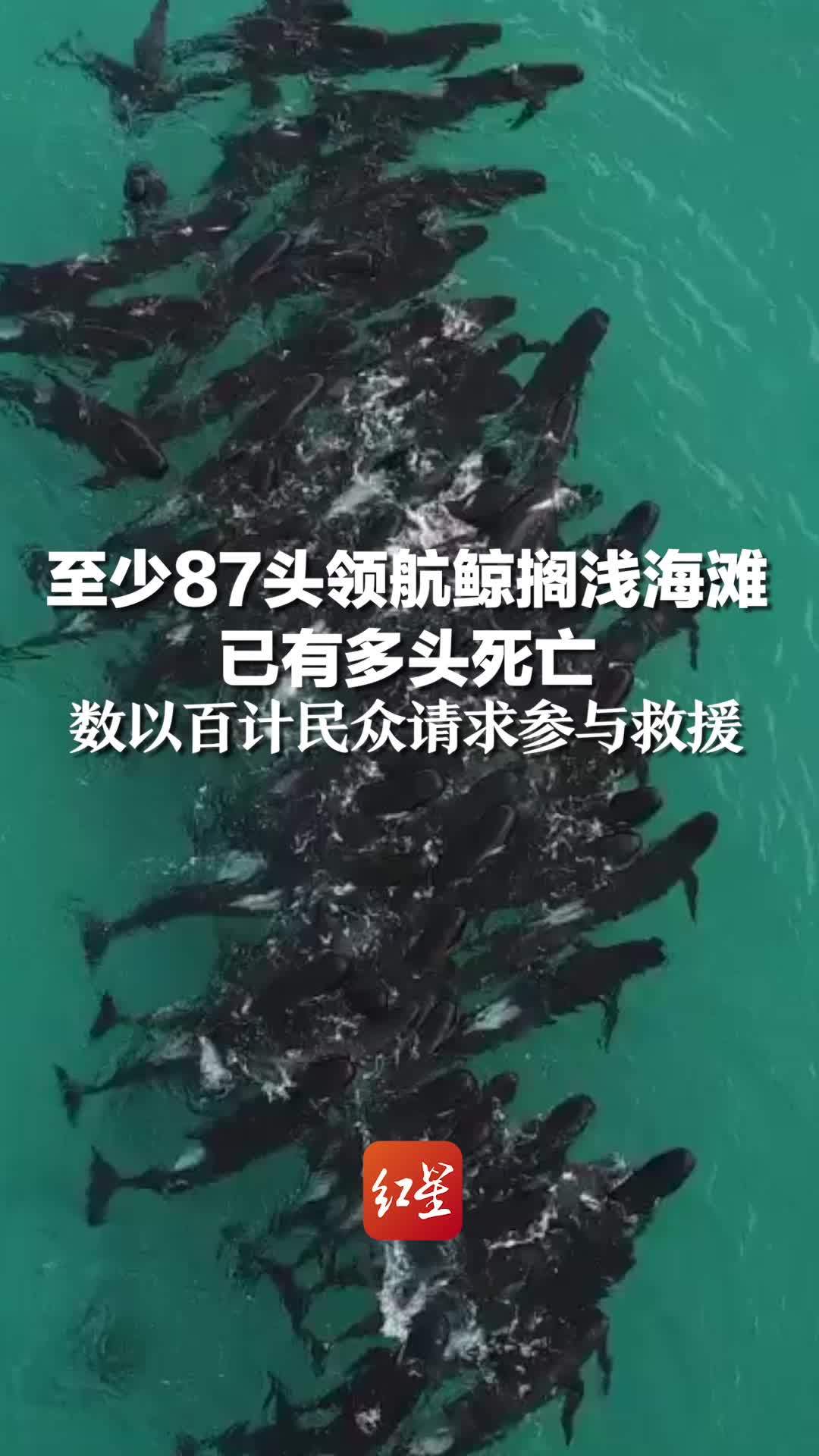 至少87头领航鲸搁浅海滩 已有多头死亡，数以百计民众请求参与救援