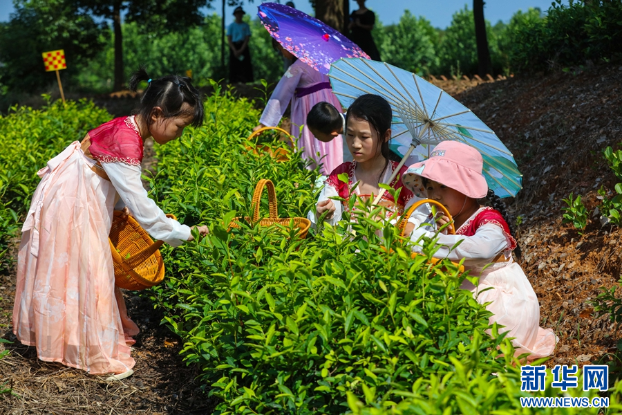 7月23日，河南省信陽(yáng)市光山縣文殊鄉(xiāng)豬山圈生態(tài)旅游景區(qū)茶葉種植基地，小朋友們?cè)诓刹琛?/></p><p class=