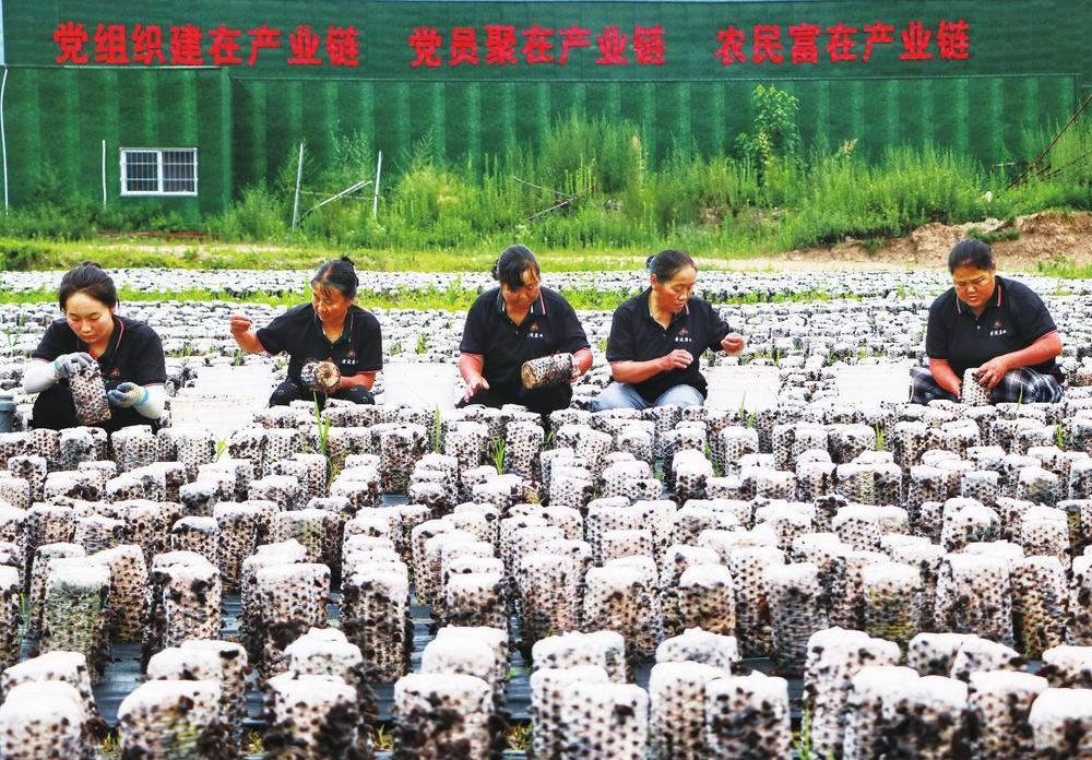 ③ 连日来，两当县左家乡木耳进入采摘期。近年来，该乡大力发展木耳种植，年种植木耳50万袋，产值100余万元。白杨 杨晓 摄