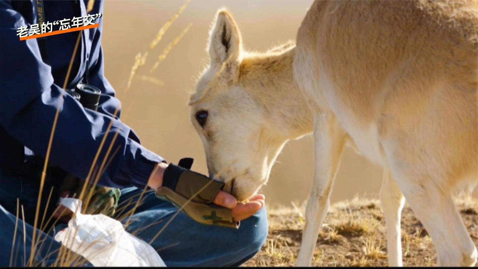 和人必须保持三百米安全距离的野生动物，唯独让他走到身边