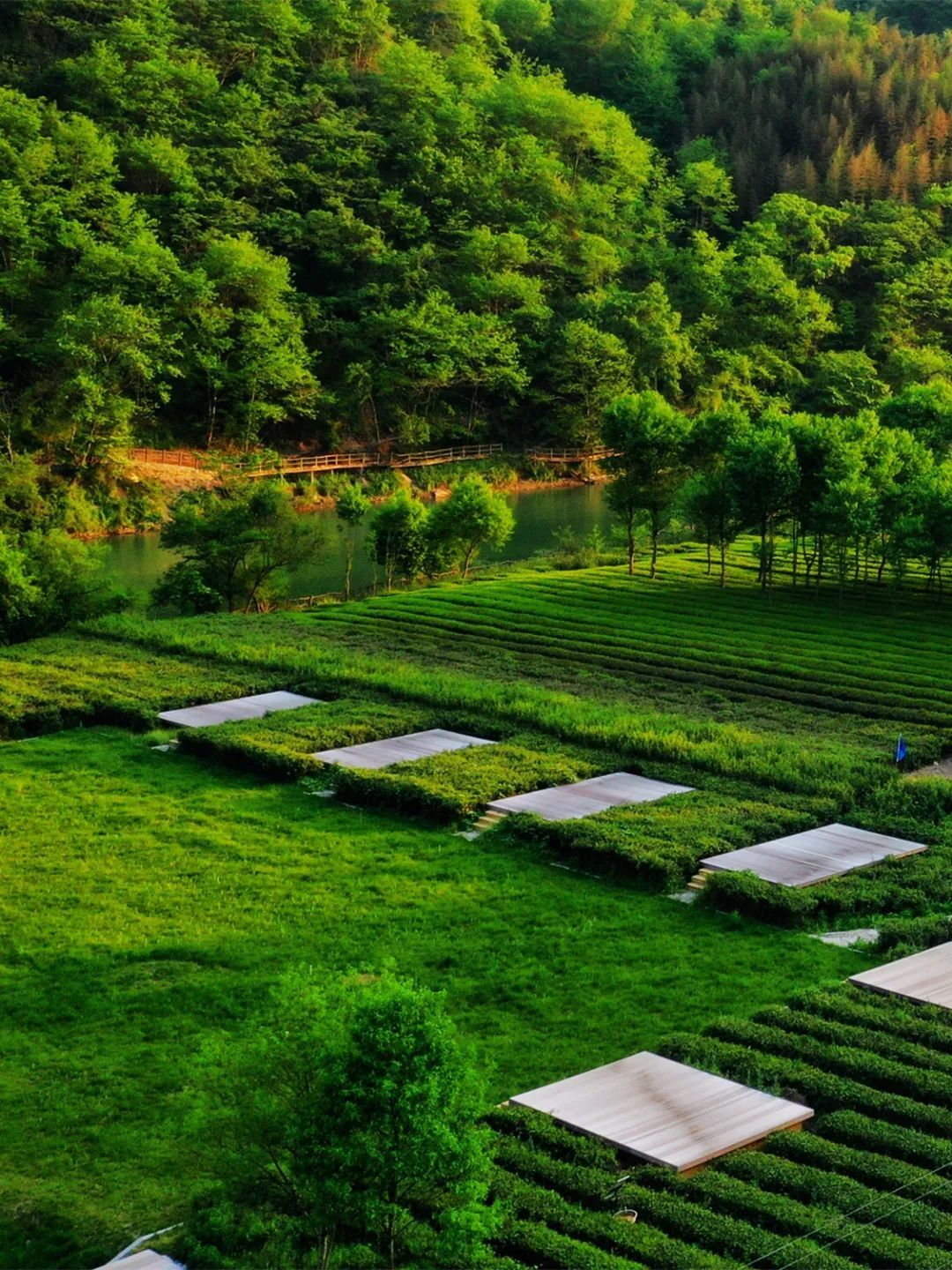 ▲康县阳坝茶园 张平良 摄