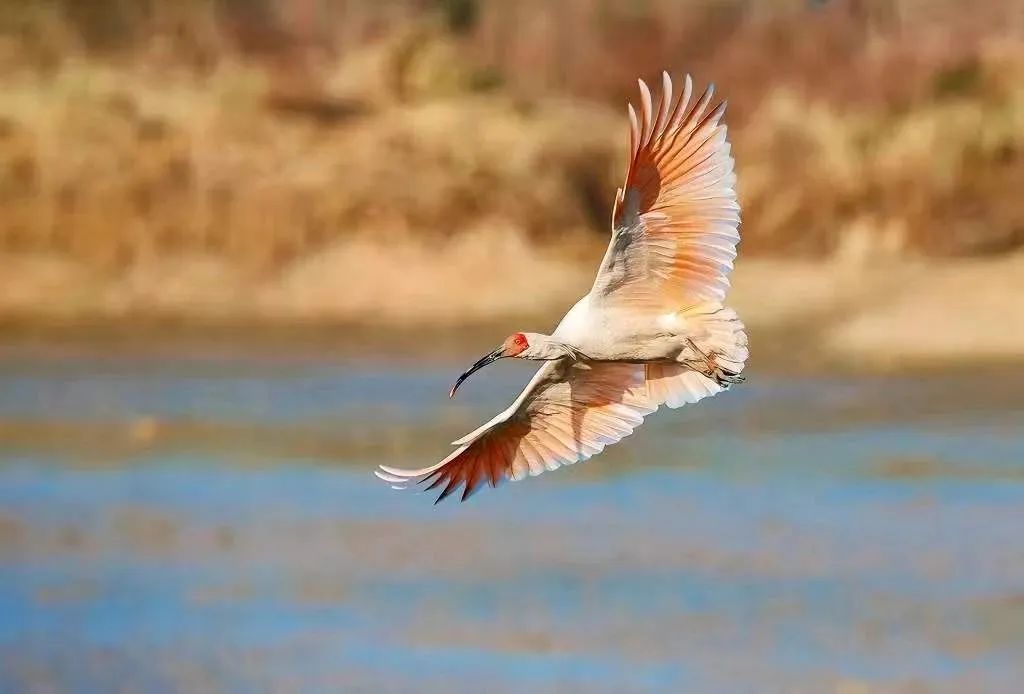 陇南：一座向绿而生的“生态宝库”