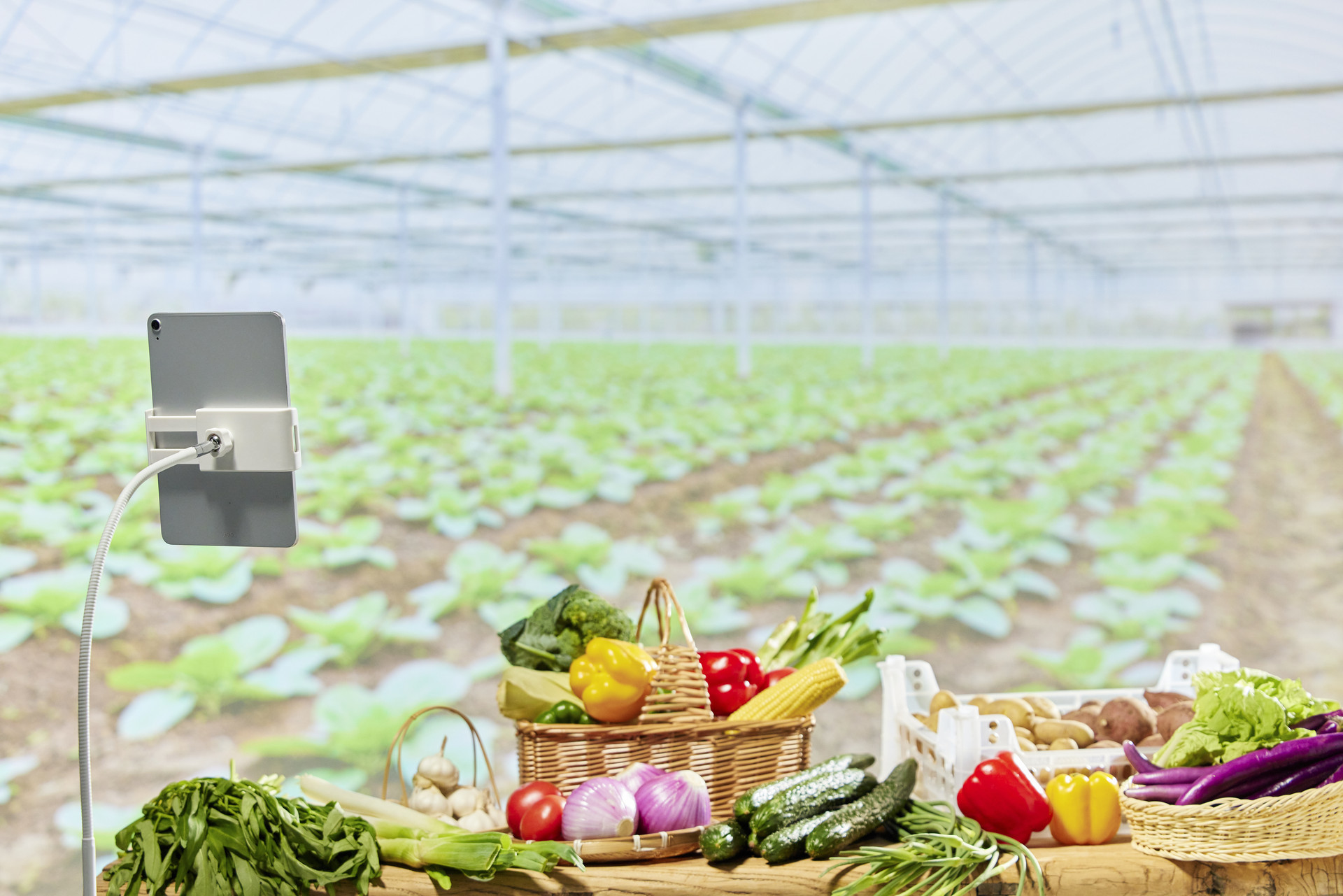 吸引顾客体验消费 即墨优质农产品展销活动拉开序幕