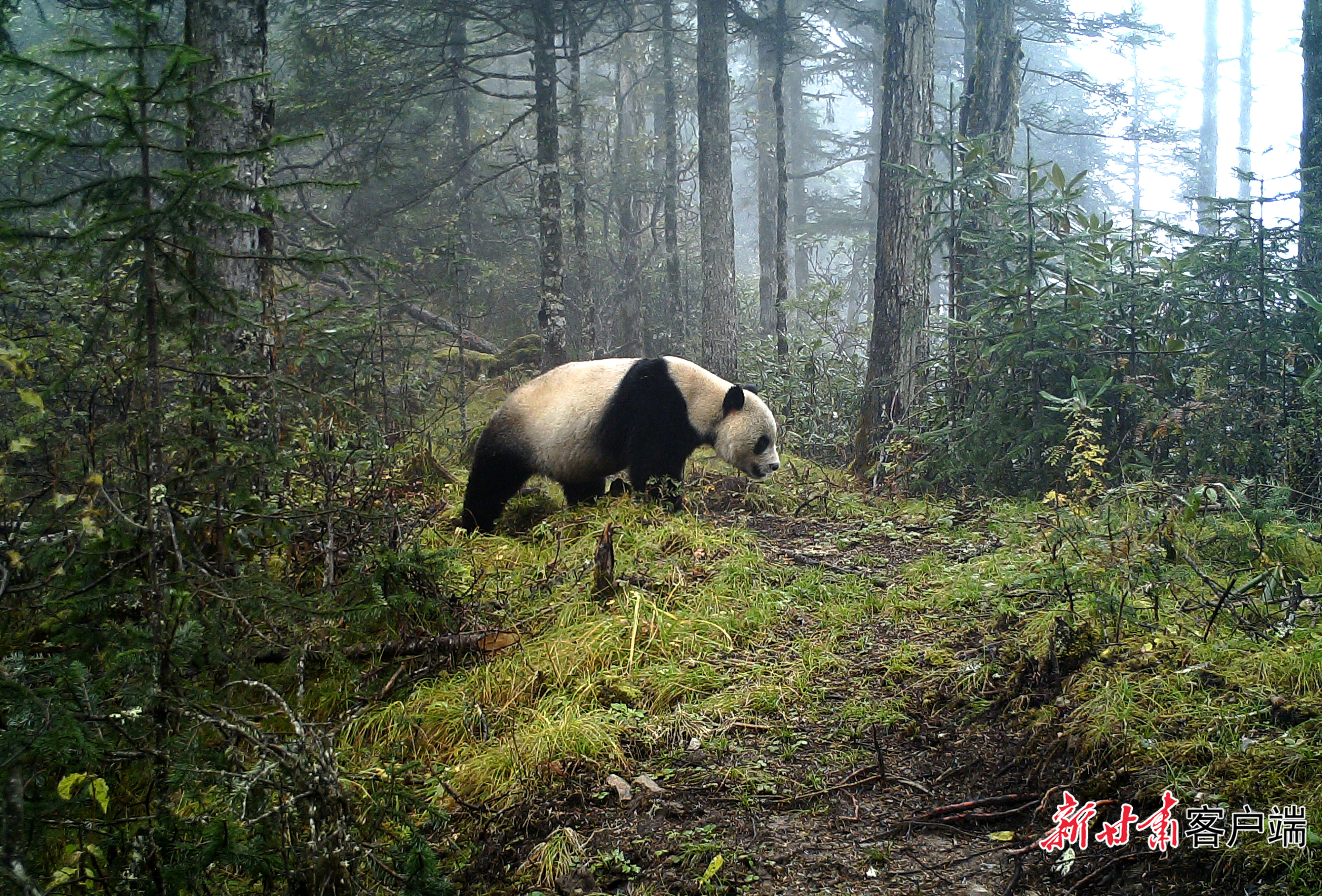 2020大熊猫（1）.jpg
