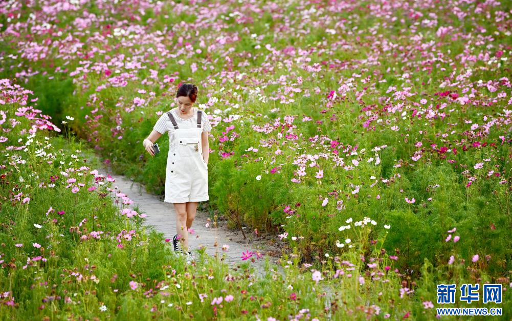 游客在陕西省汉中市留坝县城金水湾花海游玩（7月24日摄）。