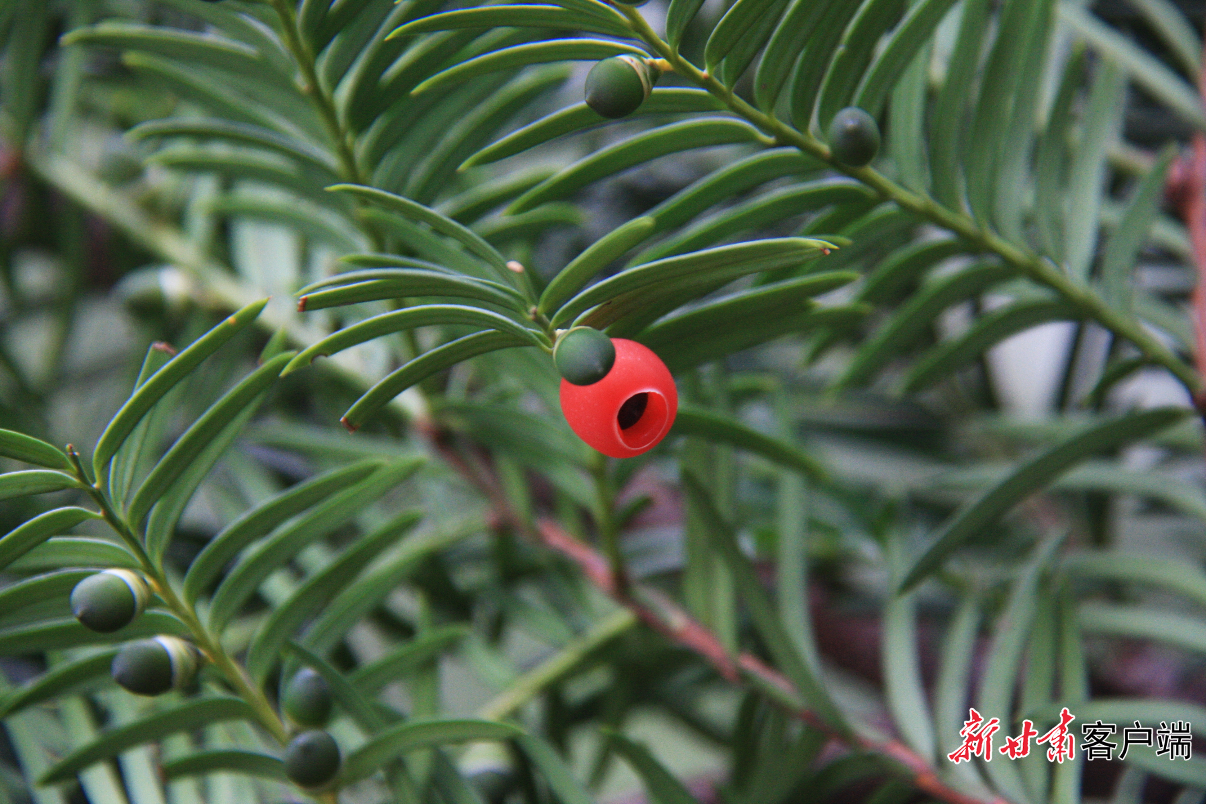 红豆杉（国家一级保护）滕继荣 摄.jpg