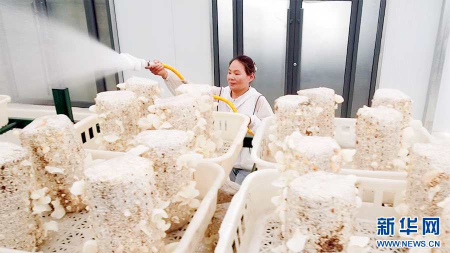 在金米智慧农业产业园里，金米村村民张寨勤给大棚里的木耳补水。新华网 杨喜龙 摄