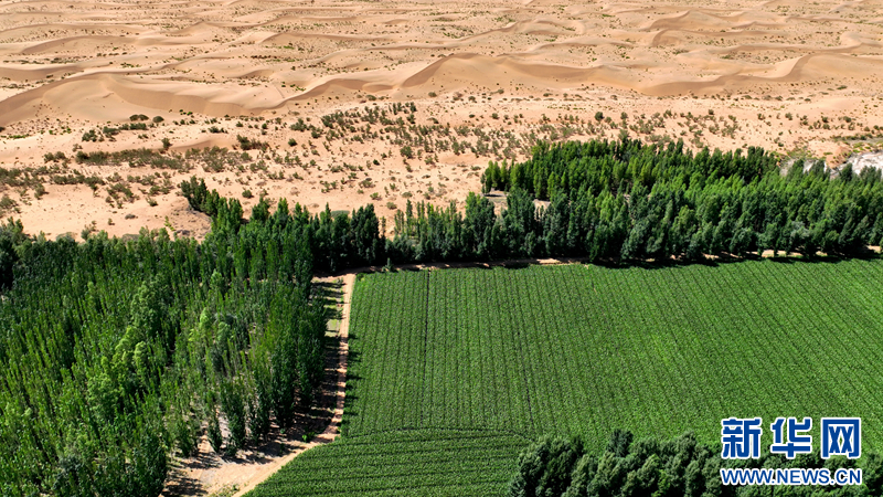 甘肃临泽：沙漠绿意浓