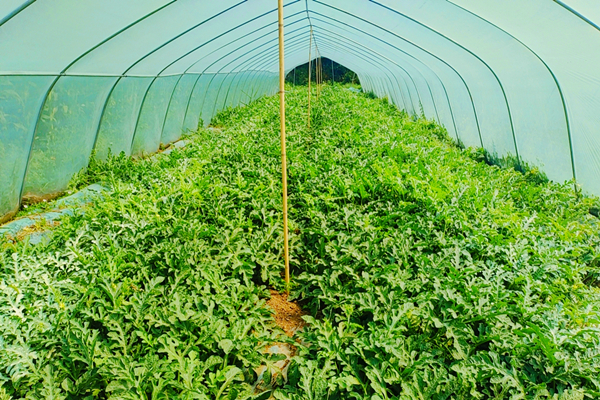 甜蜜升级！华亭“农宝宝”大展“食”力