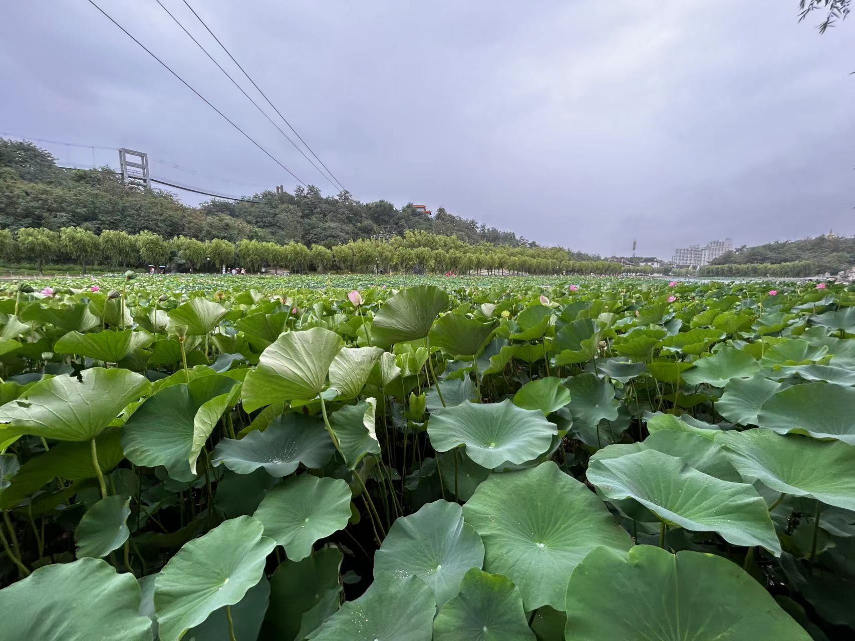 秦皇岛市抚宁区南戴河国际娱乐中心荷花艺术嘉年华活动隆重开幕