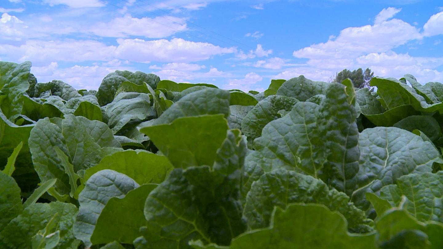 打造精品“菜篮子” 永昌高原夏菜种出“金”产业