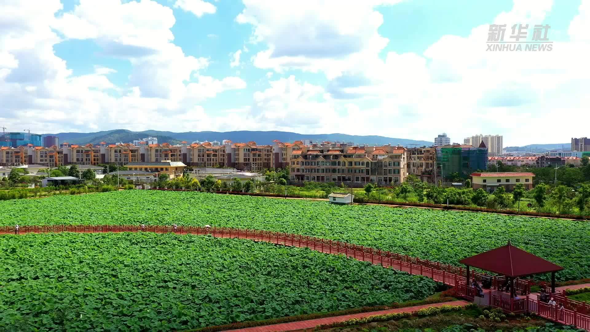 千城胜景｜玉溪江川：满塘碧绿荷飘香