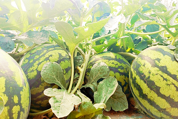 甜蜜升级！华亭“农宝宝”大展“食”力