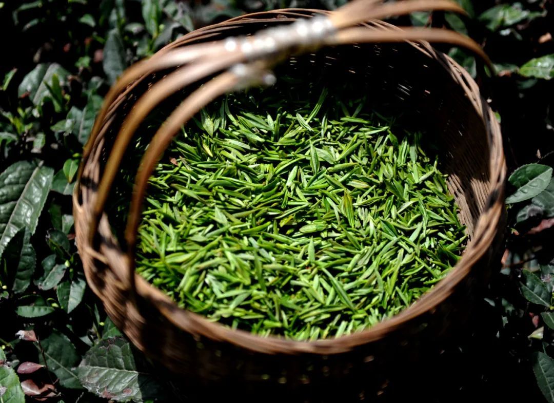 陇南：一座向绿而生的“生态宝库”