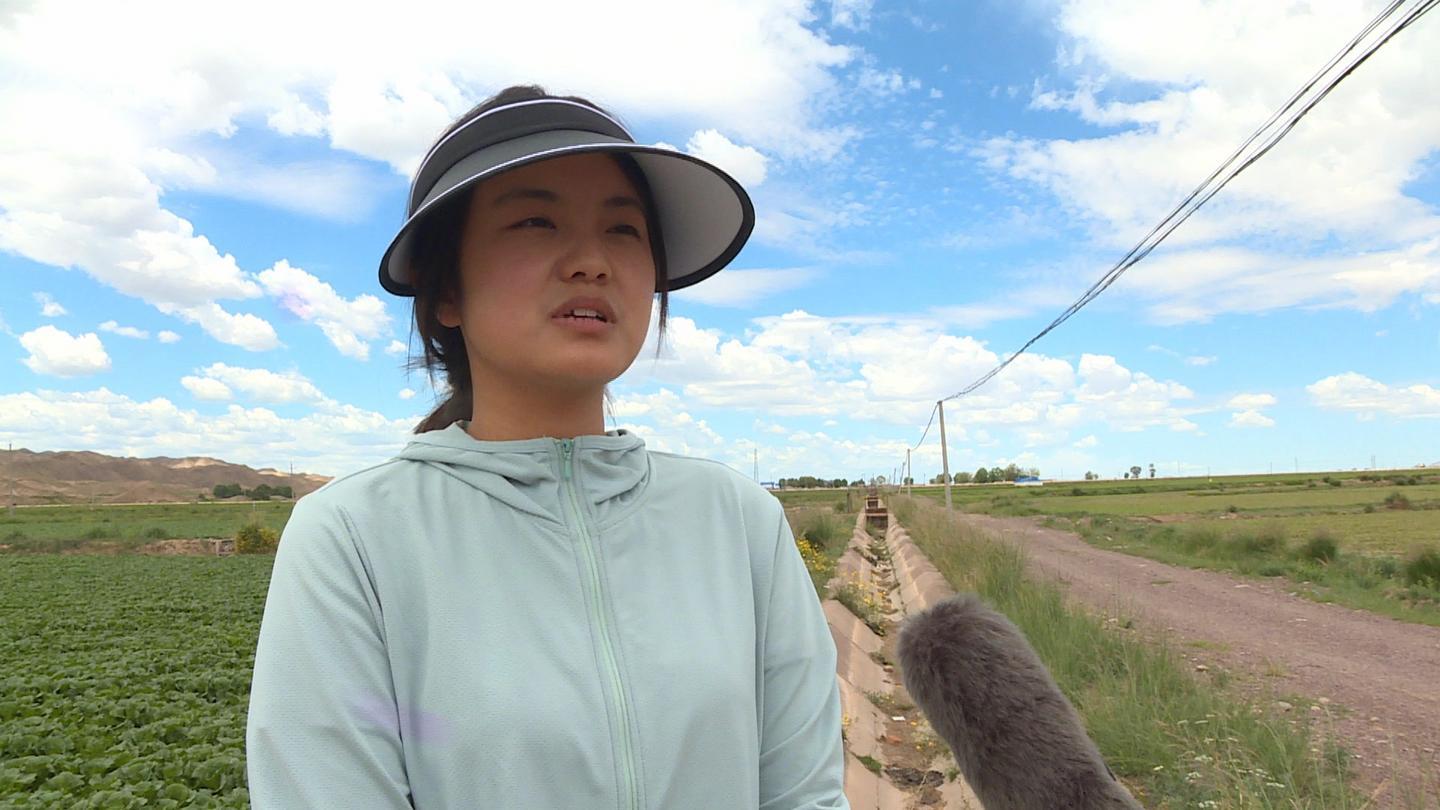 打造精品“菜篮子” 永昌高原夏菜种出“金”产业