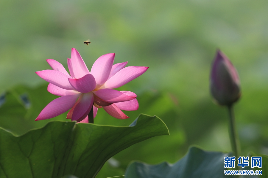 7月23日，在河南省焦作市溫縣濱河公園拍攝的荷花。