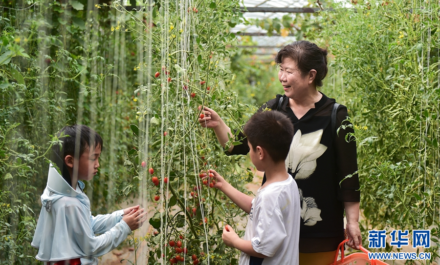 7月22日，河南省洛陽市孟津區(qū)送莊鎮(zhèn)無公害果蔬采摘基地，小朋友在體驗采摘的樂趣。