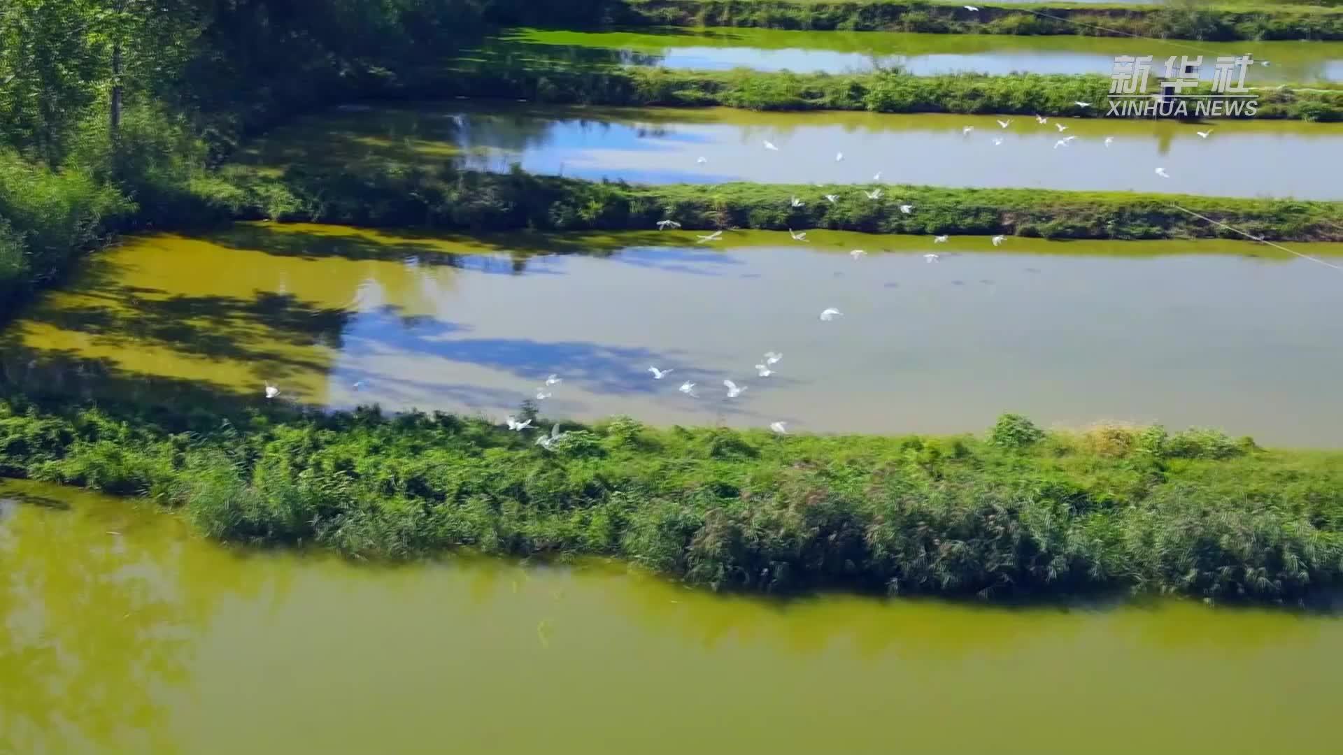 河北廊坊：湿地生态美 水鸟舞翩跹