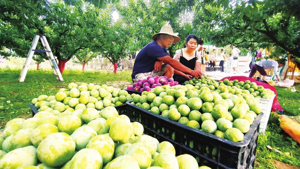 ④ 近日，徽县泥阳镇乔王村的李子成熟，村民忙着采摘装箱。近年来，徽县鲜果知名度逐年提高，产品广销周边县区和汉中、绵阳等地。2022年全村林果面积超过1500亩，李子总产量1800吨，樱桃95吨，桃子90吨，总产值达1000万元以上。何方 高琼 吴嘉宁 摄