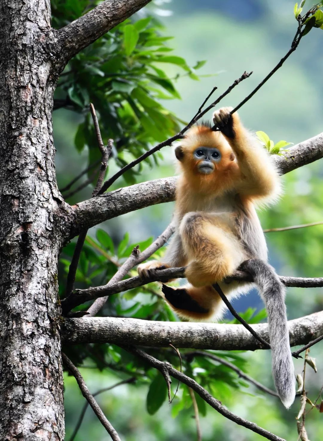 陇南：一座向绿而生的“生态宝库”