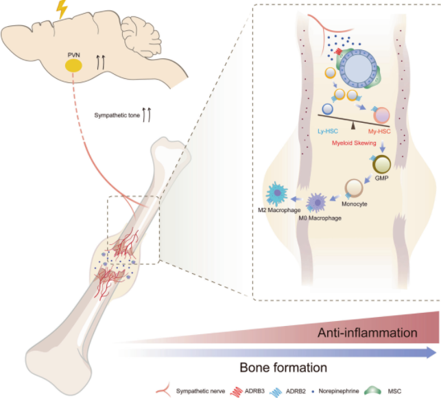 河北医科大学第三医院张英泽院士团队发文《STTT》：揭示创伤性脑损伤通过交感神经促进骨折愈合的神经免疫调控机制