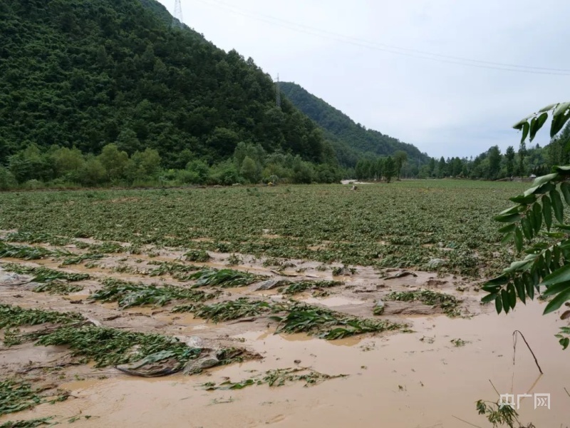 特大暴雨导致农田被淹（图片来源：陇南徽县发布）