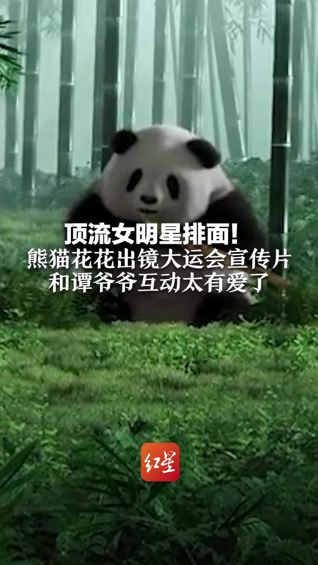 顶流女明星排面！熊猫花花出镜大运会宣传片 和谭爷爷互动太有爱了